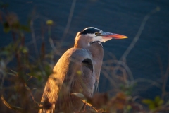 Great Blue Heron (Ardea Herodias) -