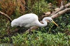 Great Egret (Ardea Alba) 