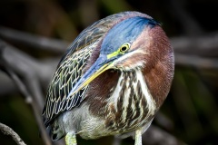 Green Heron (Butorides virescens) 