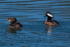 Hooded Merganser (Lophodytes cucullatus) - 