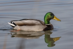 Mallard (Anas platyrhynchos) 