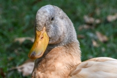 Muscovy Duck (Cairina Moschata) 