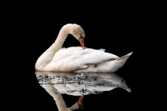 Mute Swan (Cygnus olor)