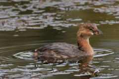 Pied-billed Grebe (Podilymbus Podiceps ) 