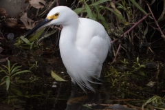 Snowy Egret (Egretta thula) 