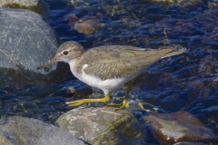Spotted-Sandpiper-Kathy-Kayner