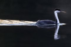 Western Grebe (Aechmophorus Occidentalis) - 