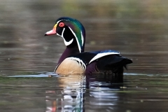 Wood Duck (Aix sponsa) 