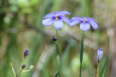 Blue-eyed Grass