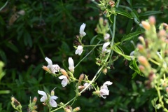 Bush Beardtongue