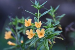 Bush Monkeyflower