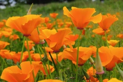 California Poppies