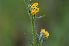 Common Fiddleneck