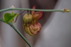 Dutchman's-Pipe