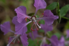 Elegant Clarkia