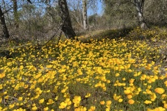 Foothill Poppy field