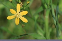 Golden Brodiaea