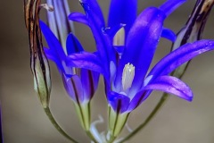 Harvest Brodiaea