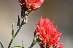 Indian-paintbrush