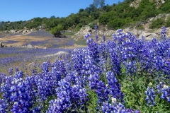Lupine Superbloom at Folsom Lake