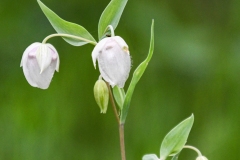 White Globe Lily