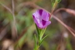 Winecup Clarkia