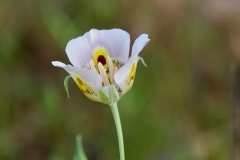 Yellow Mariposa