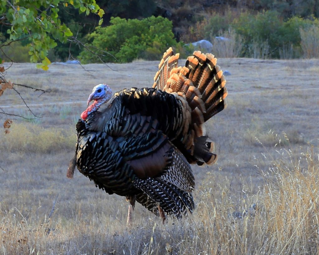 Turkey in Display by Jim Cunningham.